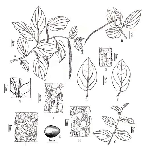 普洱胡椒（Piper puerense）墨线图